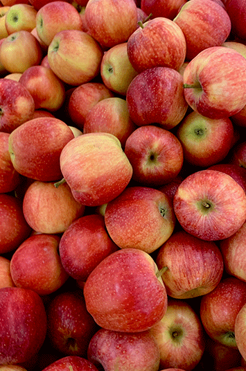 I want to create a logo with illustrator hacker