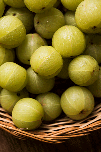 where I can found the sound in this video template?